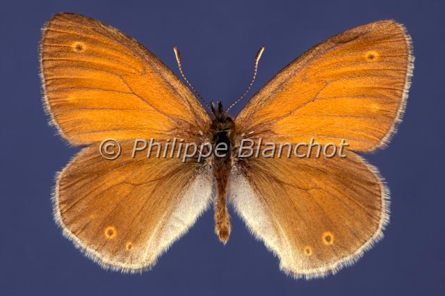 coenonympha tullia.JPG - Coenonympha tulliaDaphnis ou Fadet des tourbièresCommon RingletLepidoptera, Nymphalidae, SatyrinaePapillon protégé en France
